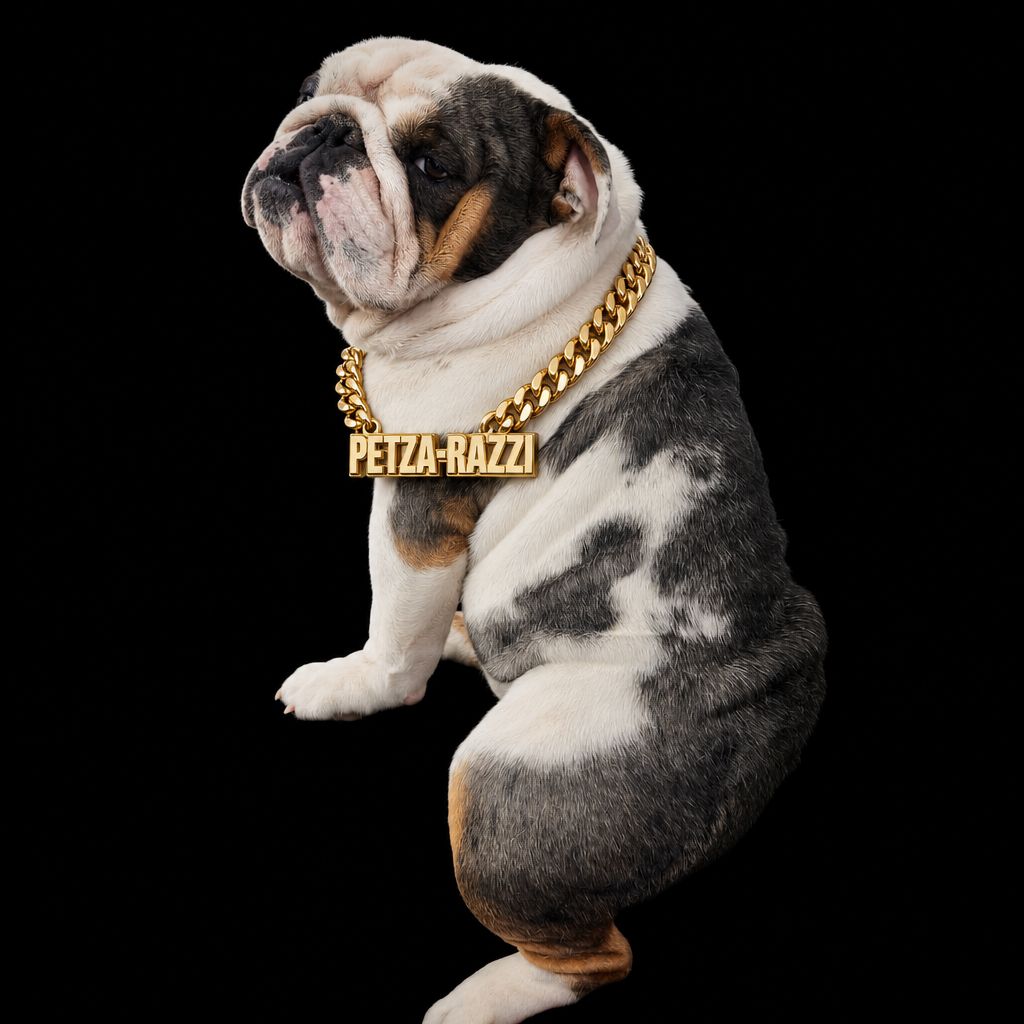Petza-Razzi bulldog with gold chain